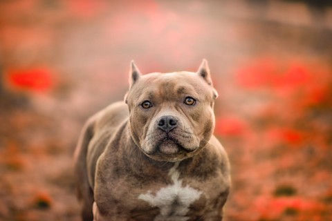 American Pit Bull Terrier