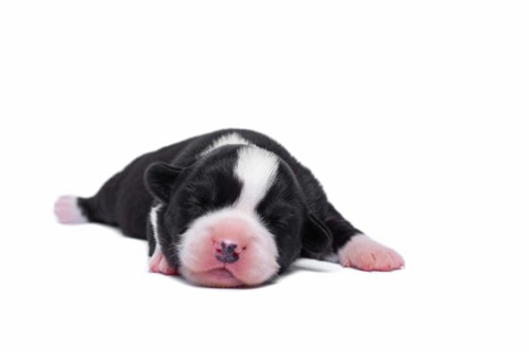 Ten days old excellent puppies of the Welsh Corgi Pembroke