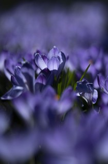 Purple spring crocus
