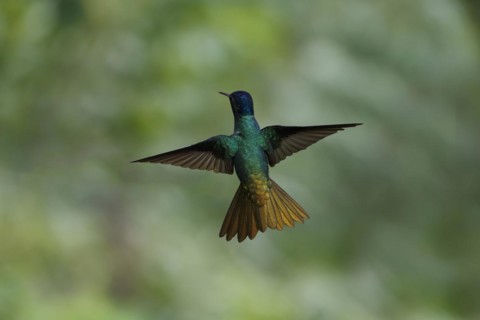 Golden-tailed Sapphire