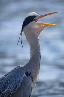 Grey heron