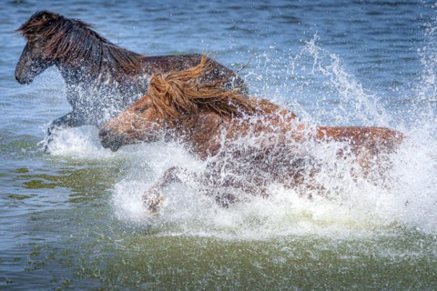 Two horses splashing in the water. Dornod Province. Mongolia