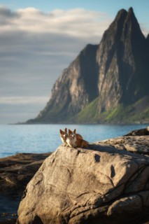 Two Welsh Corgi Pembroke dogs stand in front of a mountain by the sea on Senja Island. Norway