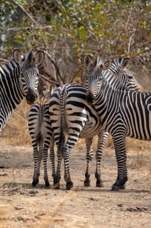Plains Zebra of the subspecies crawshay's zebra