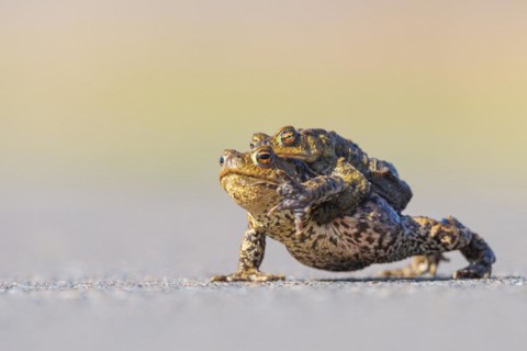 Female common toad
