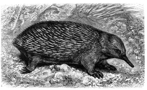 Australian spiny hedgehog