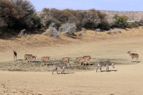Zambezi greater kudu