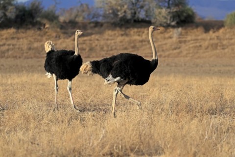 South African ostrich
