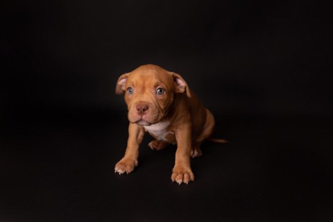 Puppy American Pit Bull Terrier sit on black background in studio