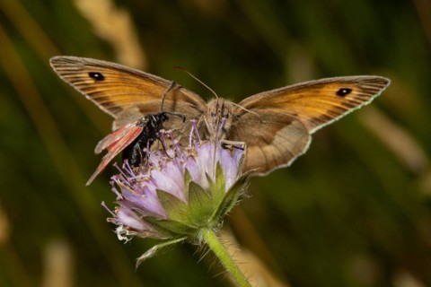 Large bulls eye butterfly with open wings sitting on purple flower sucking looking from the front