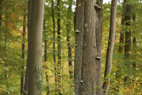Tree fungi