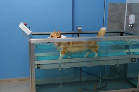Dog rehabilitation on a water treadmill. animal health