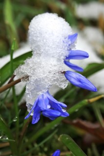 Squill