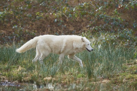 Alaskan tundra wolf