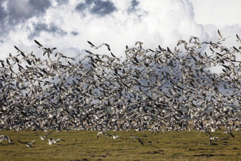 Barnacle Geese
