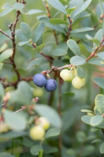 Bog bilberry