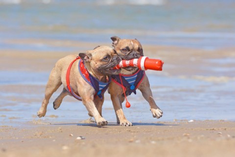 Two French Bulldog dogs on vacations playing fetch with a maritime dog toy at beach on island Texel