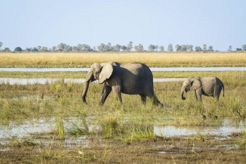 African elephant
