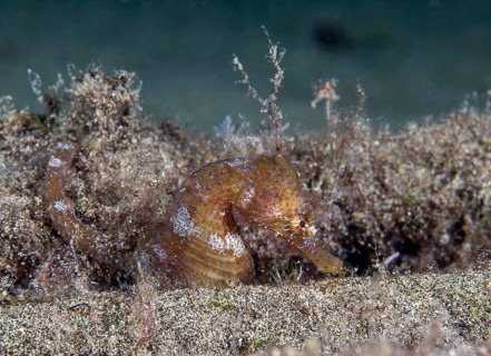 Short-snouted seahorse