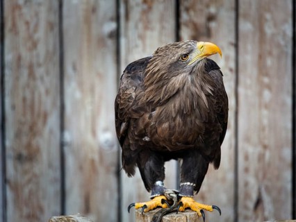 Black Kite