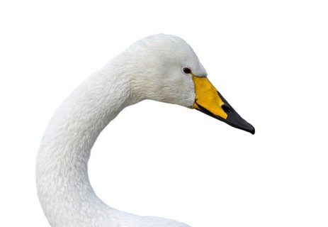 Whooper swan