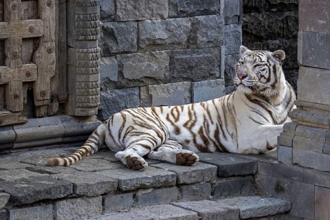 White tiger