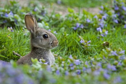 European rabbit
