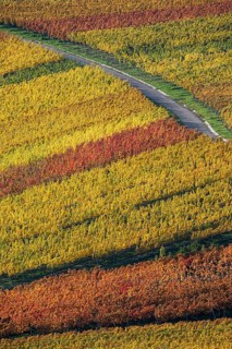Drone image