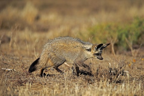 Bat-eared fox