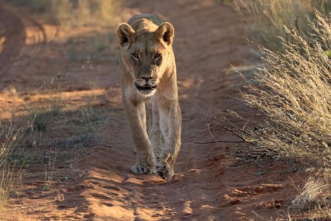 Lion