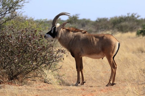 Roan antelope