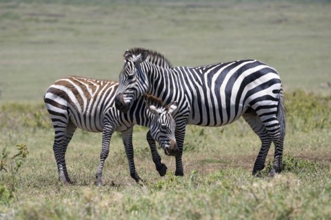 Plains zebra