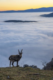 Alpine ibex