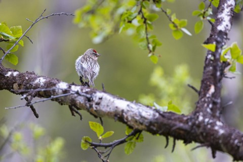 Common Redpoll