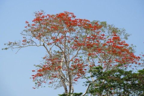 Pink Ipe Tree