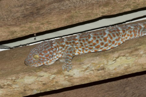 Tokay Gecko
