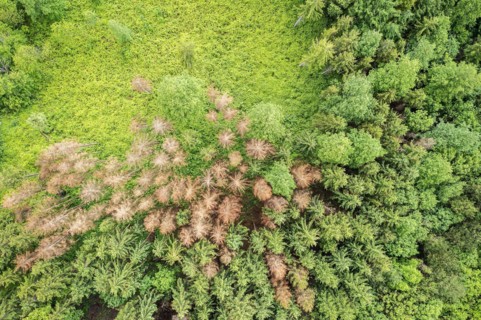 Forest area with dying conifers