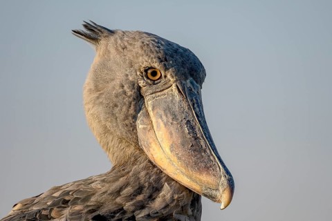 Shoebill