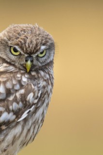 Little Owl