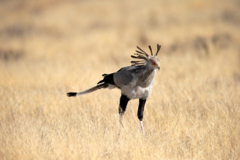 Secretary bird