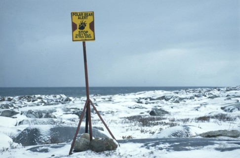 Polar bear warning sign