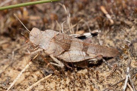 Blue-winged Grasshopper sitting on sandy soil between brown stalks left sighted
