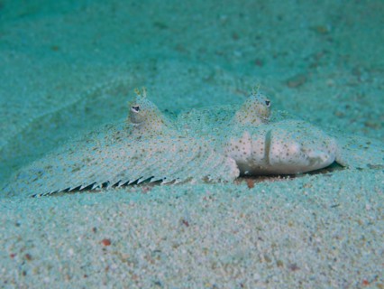 Portrait of peacock flounder
