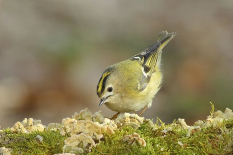 Winter Goldcrest