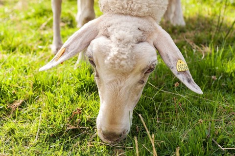 Wild sheep