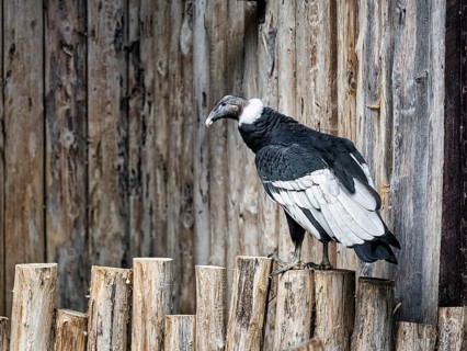 Andean condor
