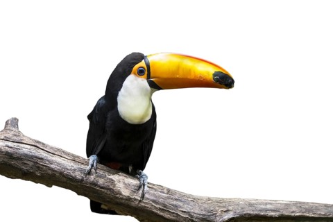 Toco toucan