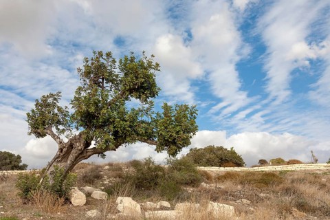 Landscape with holm oak