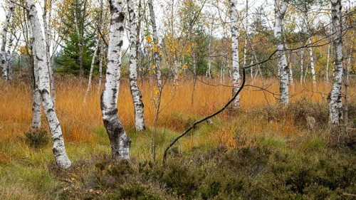 Autumn in the Kendlmuehlfilzen high moor