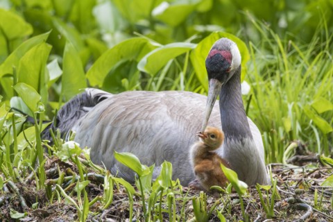 Crane